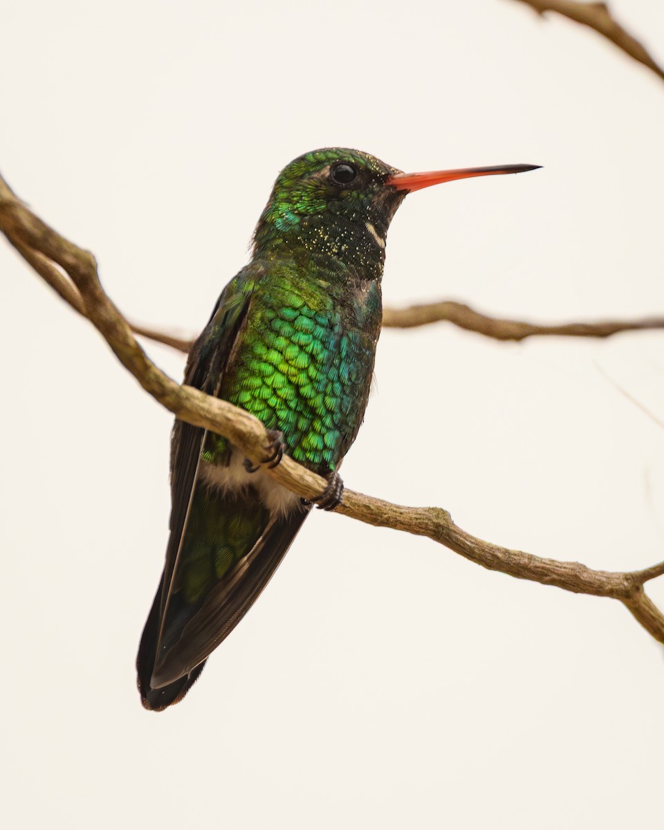 Glittering-bellied Emerald - ML638111231