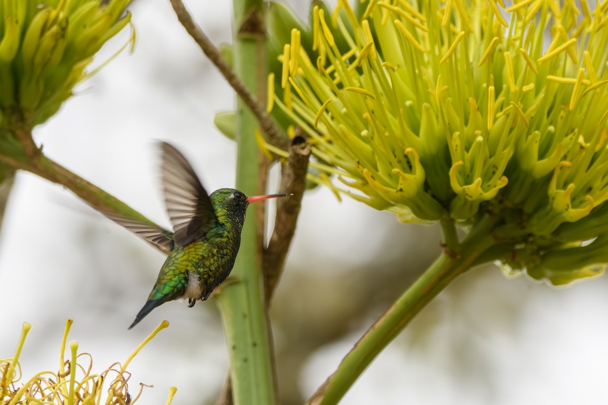 Glittering-bellied Emerald - ML638111232