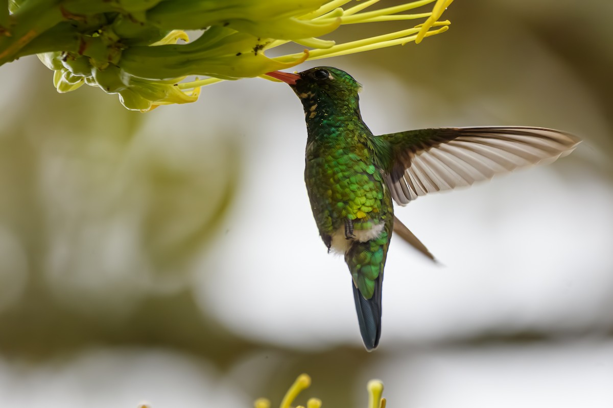 Glittering-bellied Emerald - ML638111233