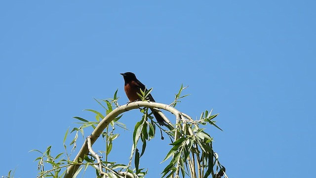 Orchard Oriole - ML638111249