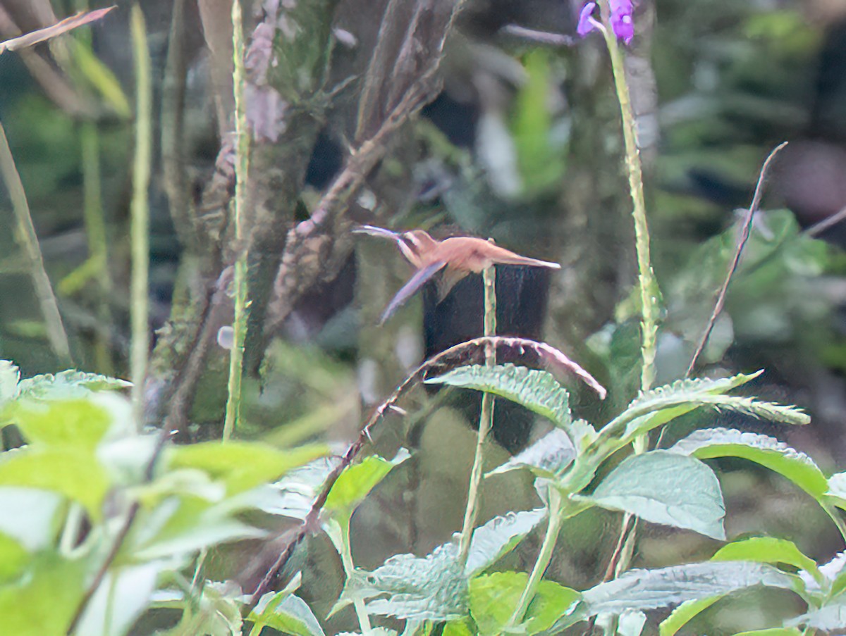 Stripe-throated Hermit - ML638111254