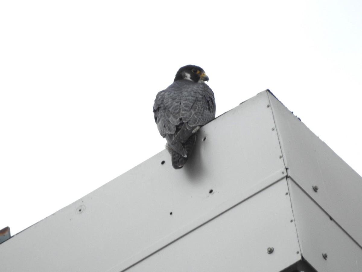 Peregrine Falcon - ML638111258