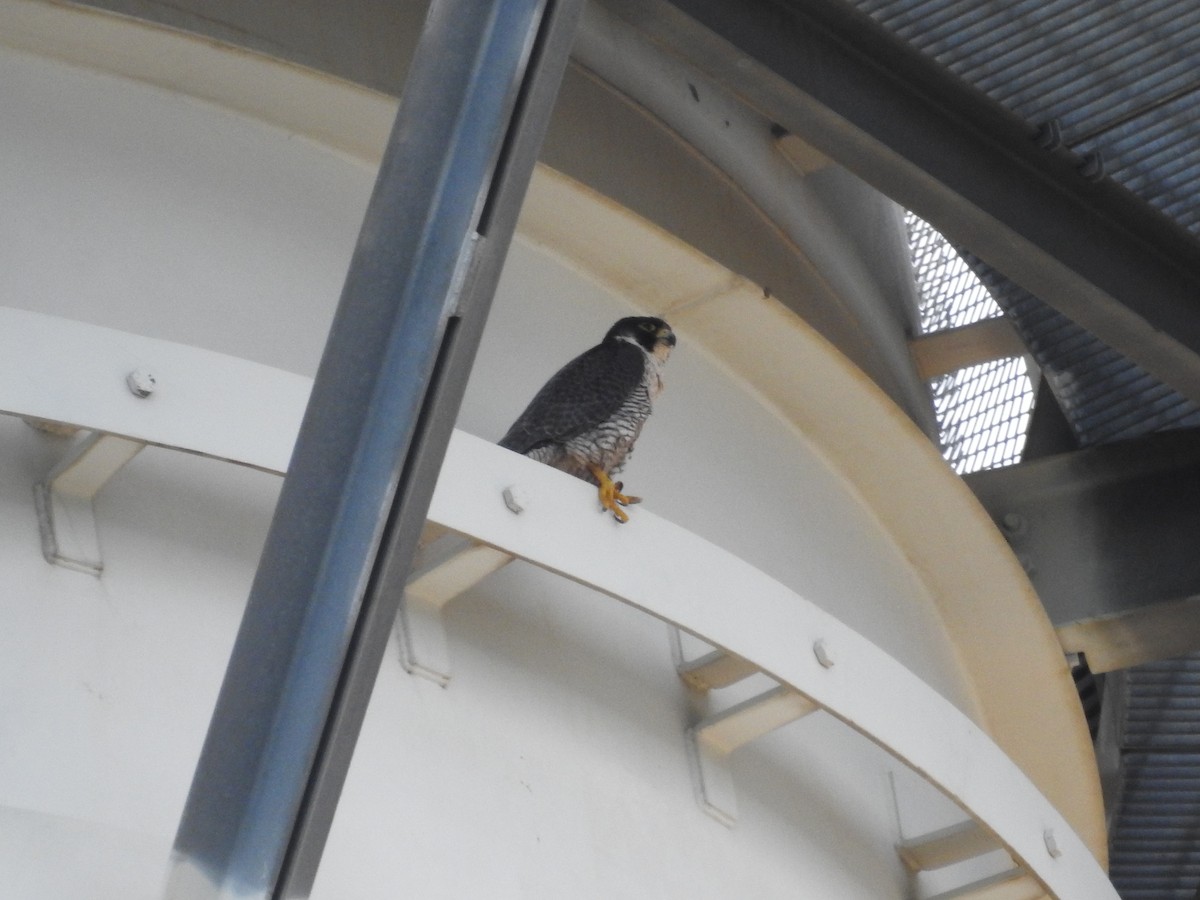 Peregrine Falcon - ML638111259
