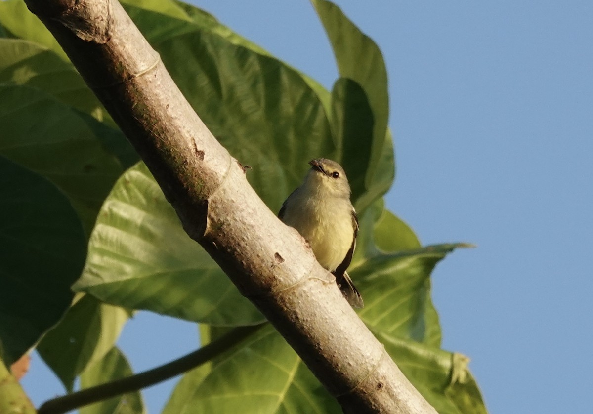 Lesser Wagtail-Tyrant - ML638111269