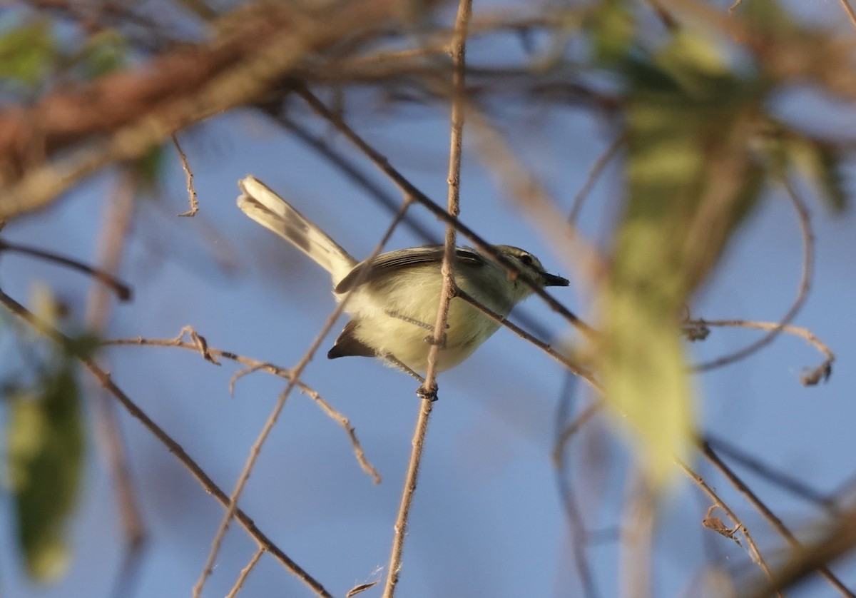 Lesser Wagtail-Tyrant - ML638111270