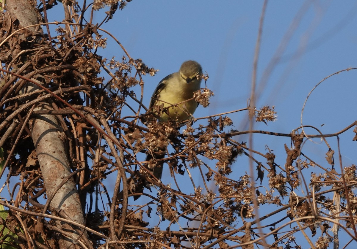 Lesser Wagtail-Tyrant - ML638111272