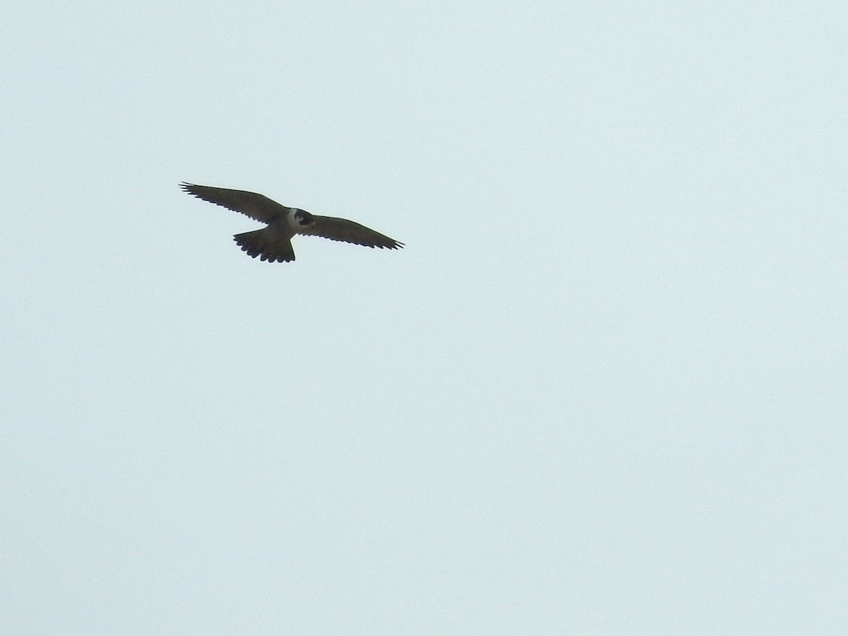 Peregrine Falcon - ML638111322