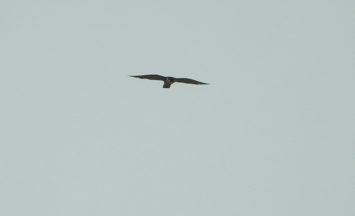 Peregrine Falcon - ML638111323