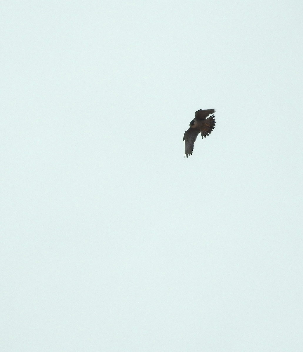 Peregrine Falcon - ML638111324
