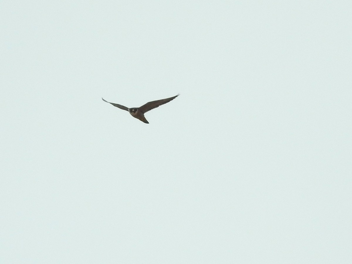 Peregrine Falcon - ML638111325