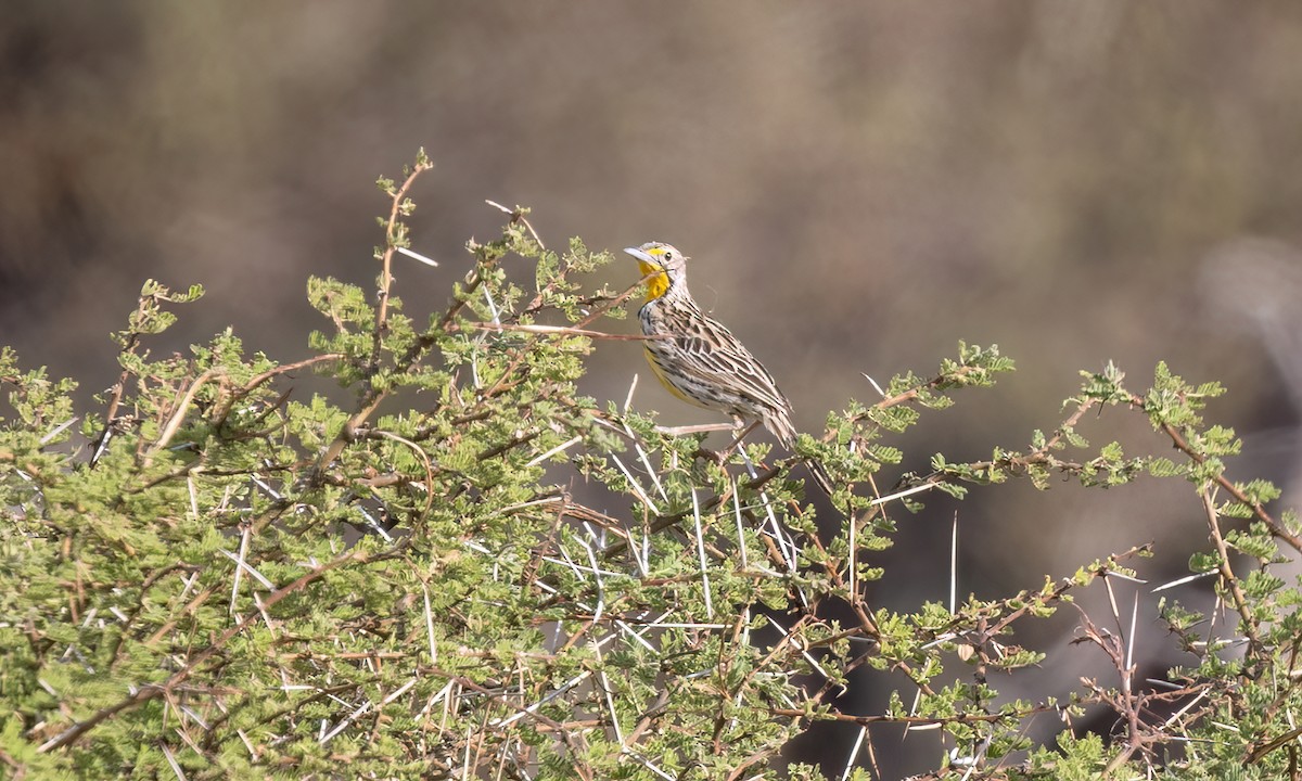 Pangani Longclaw - ML638111374