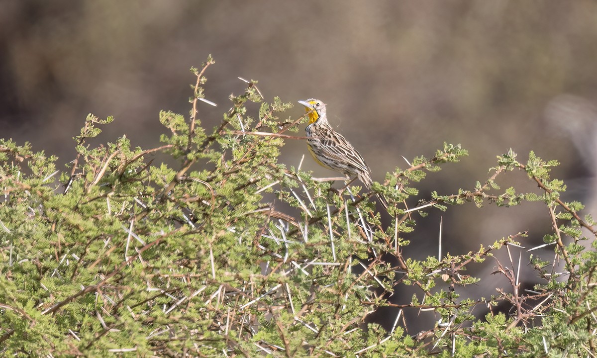 Pangani Longclaw - ML638111376