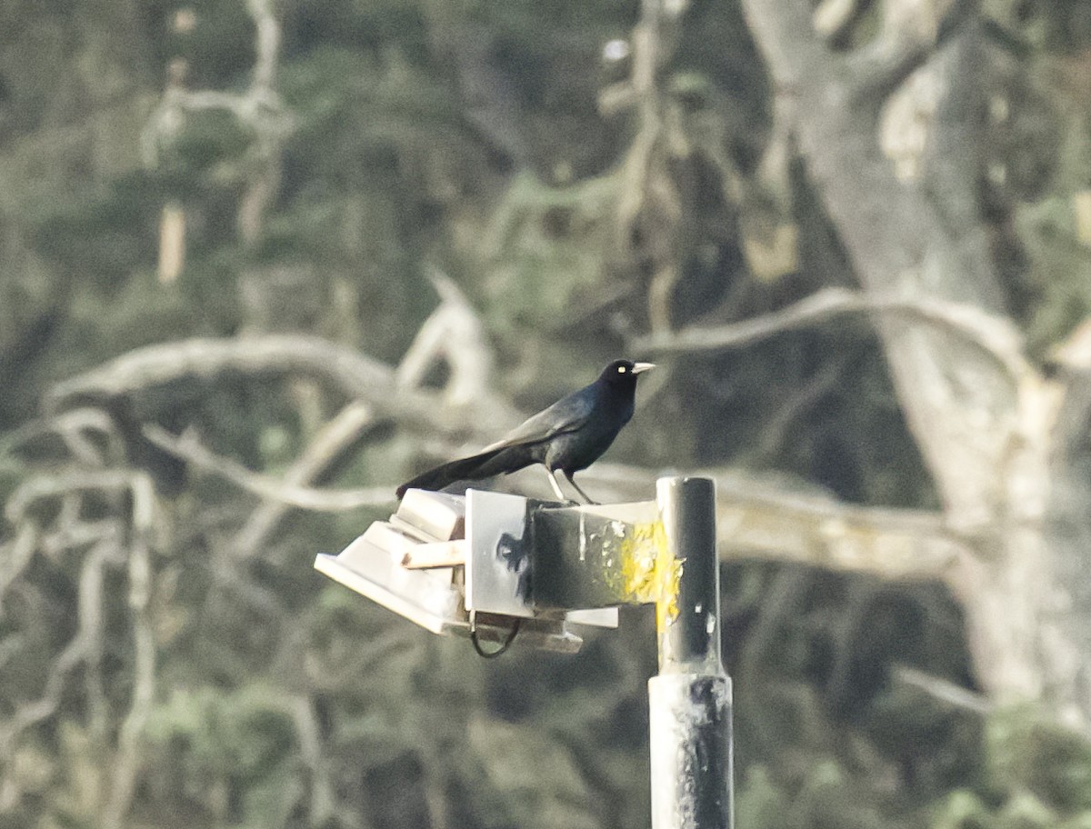 Great-tailed Grackle - ML638111382