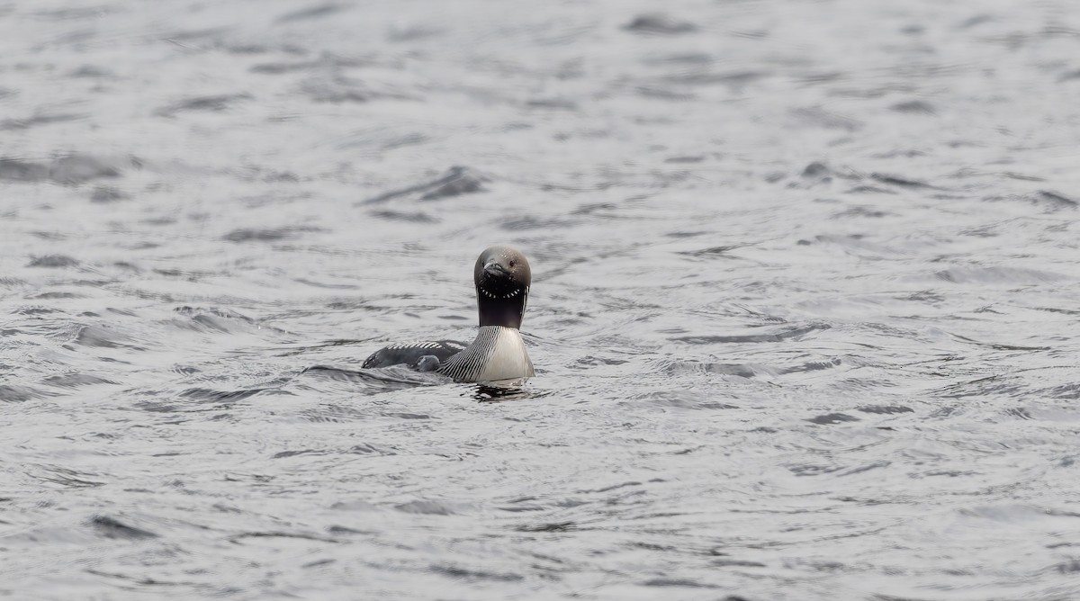 Arctic Loon - ML638111396