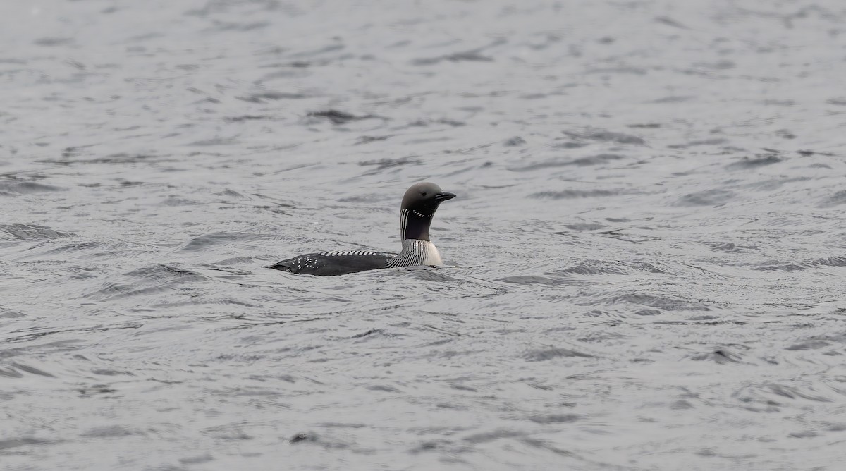 Arctic Loon - ML638111397