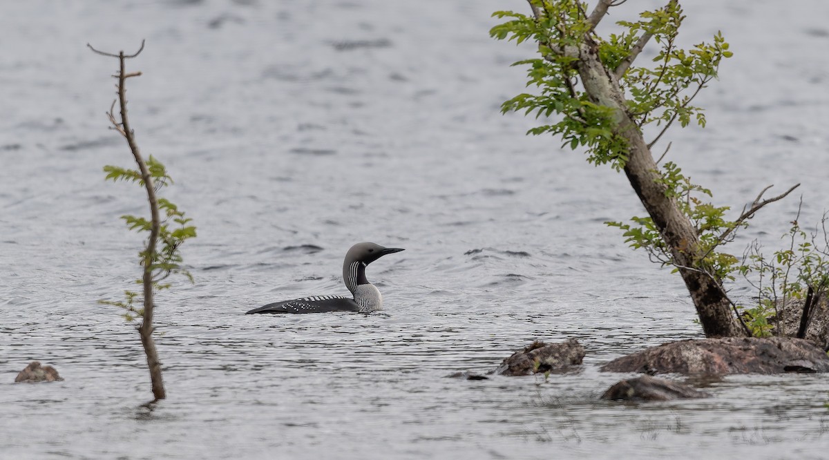Arctic Loon - ML638111399