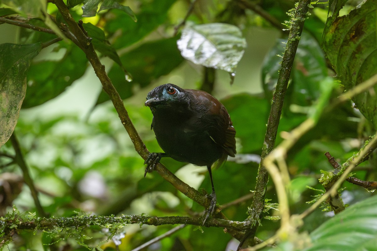 Chestnut-backed Antbird - ML638111401
