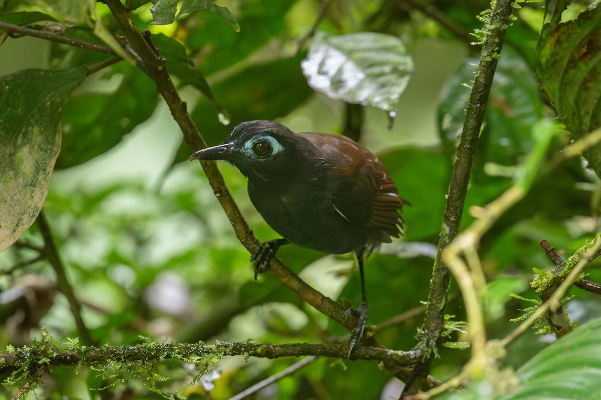Chestnut-backed Antbird - ML638111402