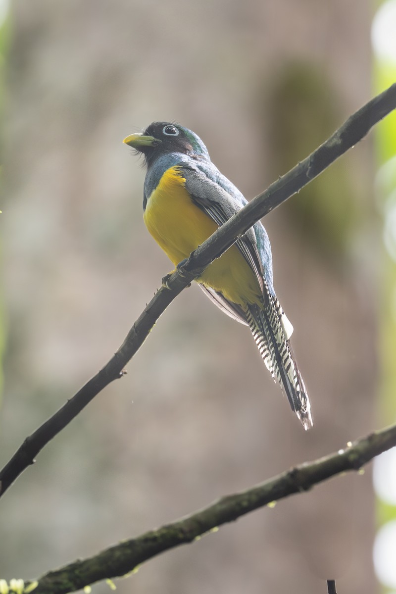 Northern Black-throated Trogon - ML638111412