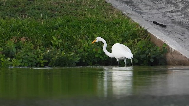 Great Egret - ML638111423