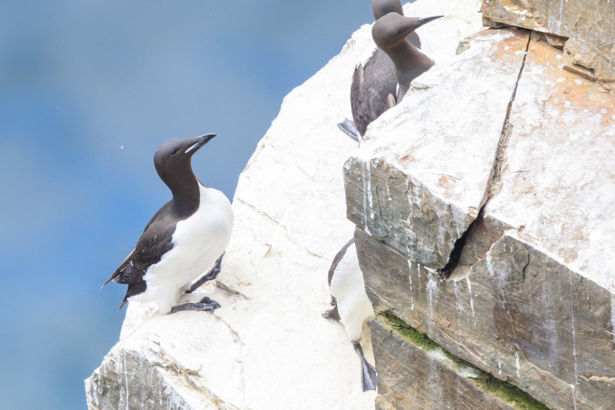 Thick-billed Murre - ML638111426