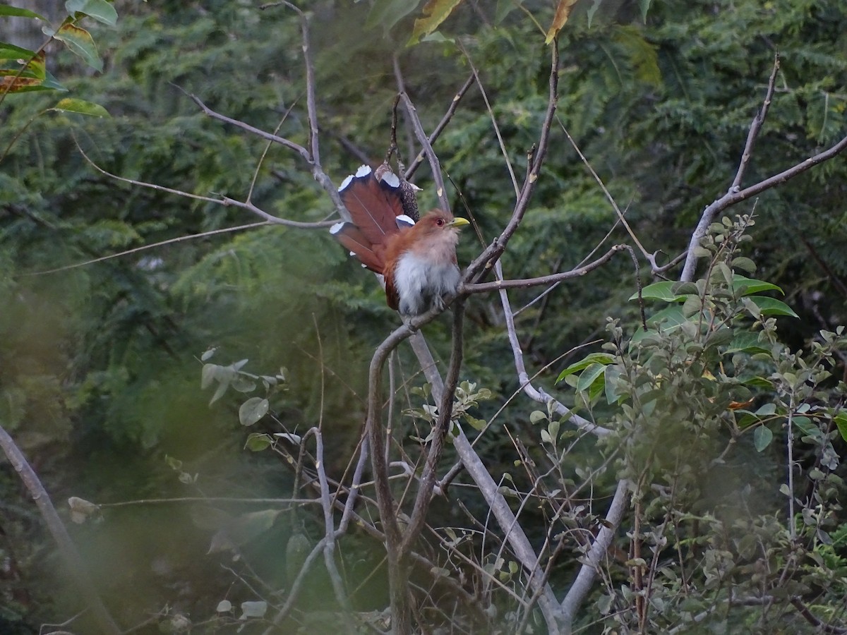 Piaye écureuil - ML638111435