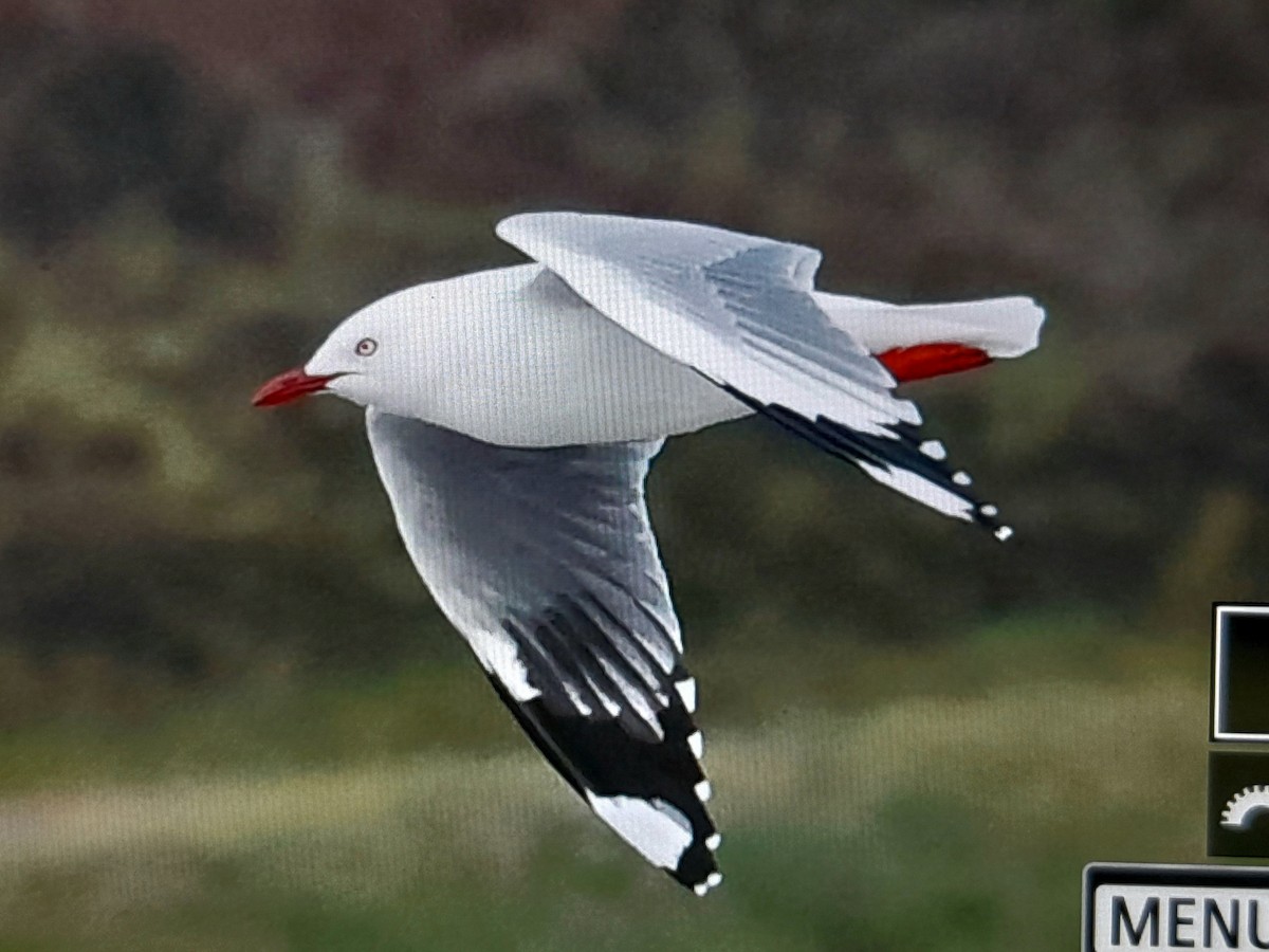 Mouette argentée - ML638111482