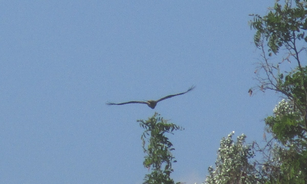 Imperial Eagle - ML638111485