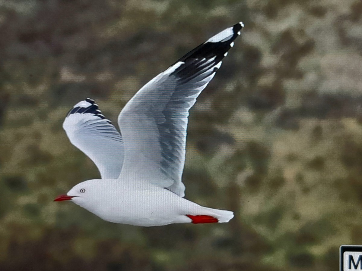 Mouette argentée - ML638111486