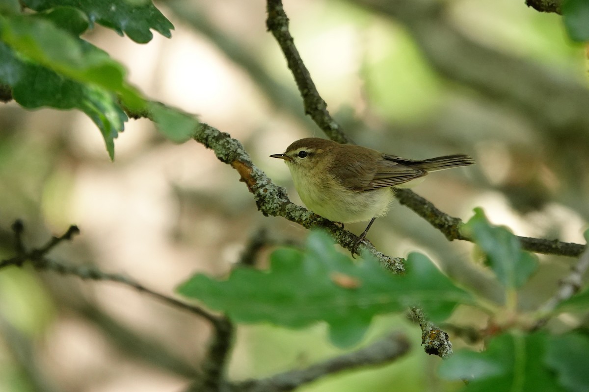Mountain Chiffchaff - ML638111487