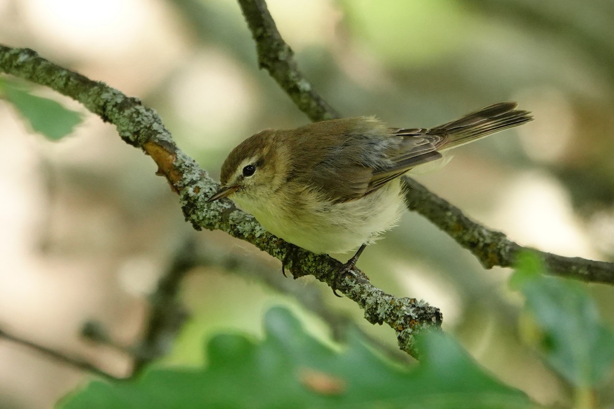 Mountain Chiffchaff - ML638111489