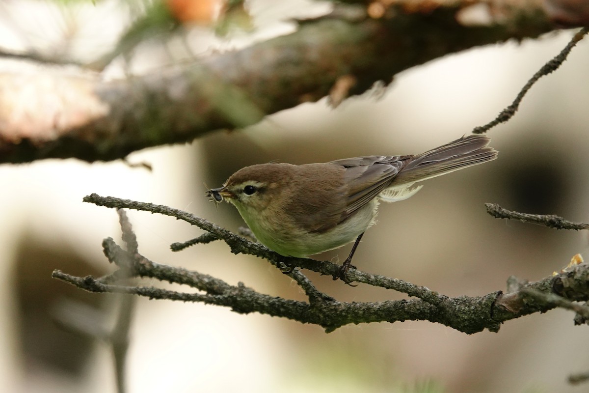 Mountain Chiffchaff - ML638111535