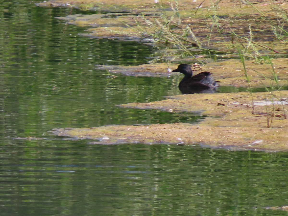 Schwarzkopf-Zwergtaucher - ML638111538