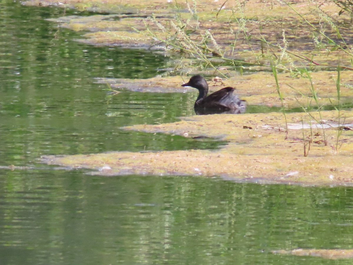 Schwarzkopf-Zwergtaucher - ML638111539