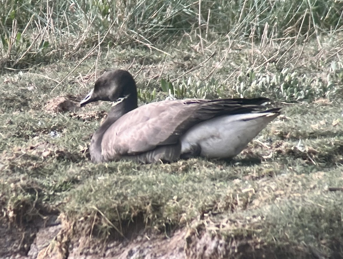 Brant (Dark-bellied) - ML638111540