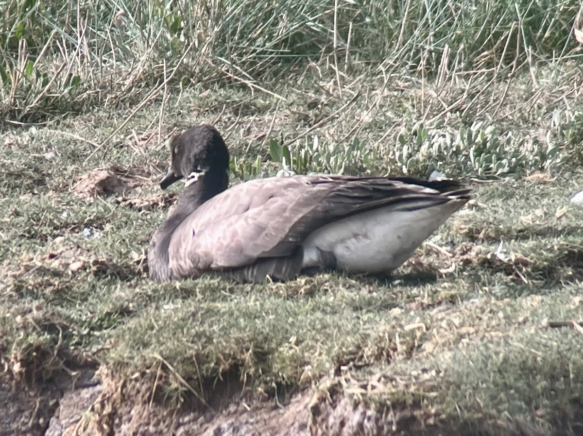 Brant (Dark-bellied) - ML638111541