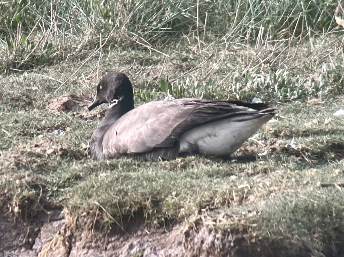 Brant (Dark-bellied) - ML638111542