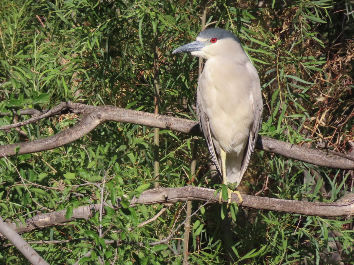 Nachtreiher - ML638111547