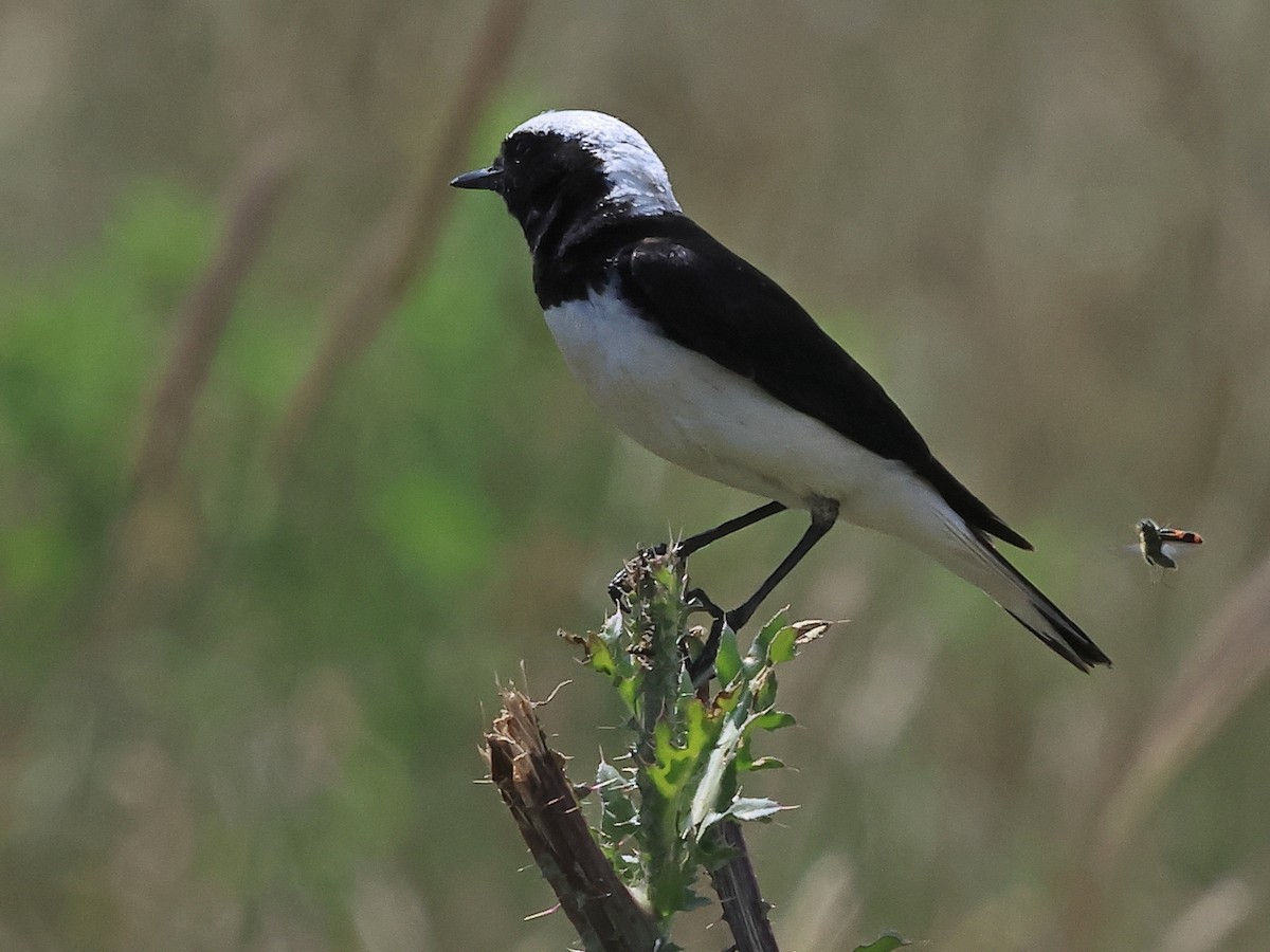 Pied Wheatear - ML638111556
