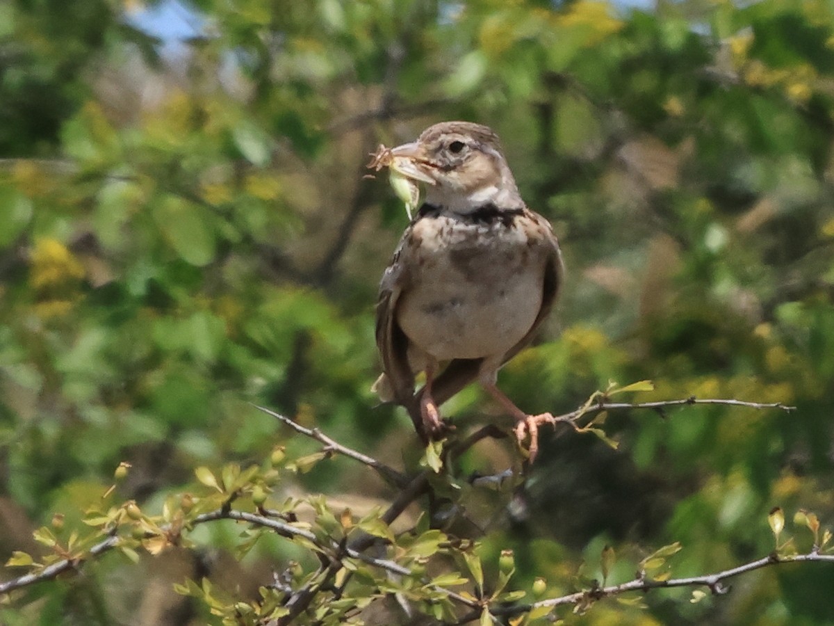 Calandra Lark - ML638111579