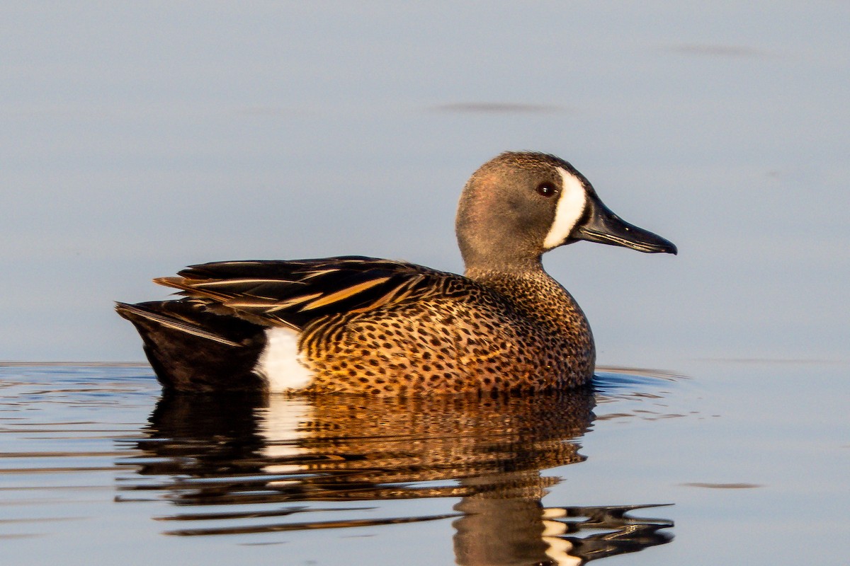 Blue-winged Teal - ML638111583