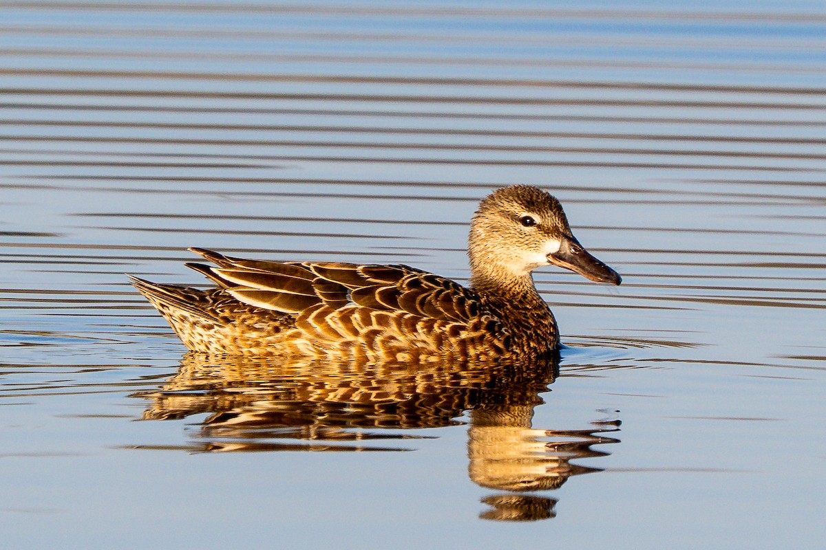 Blue-winged Teal - ML638111584
