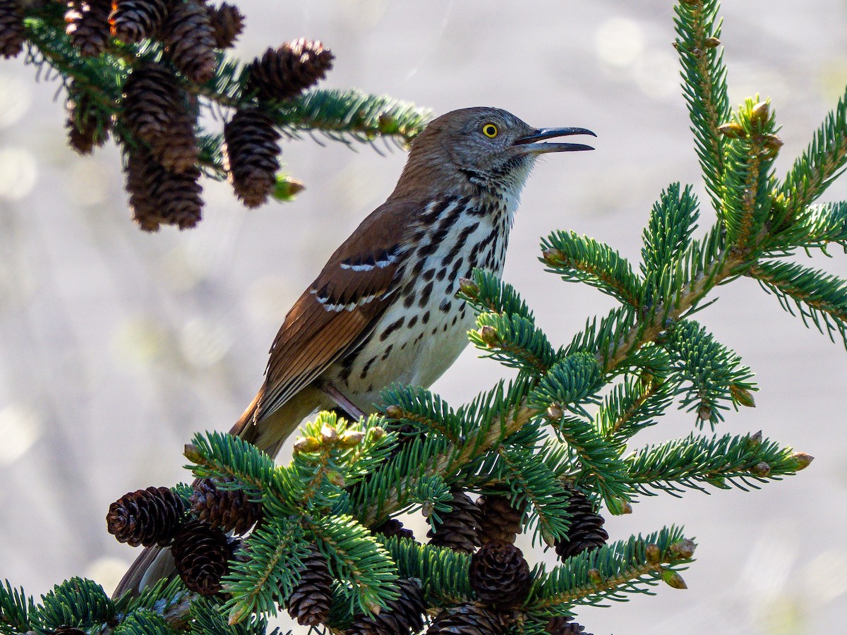 Brown Thrasher - ML638111600