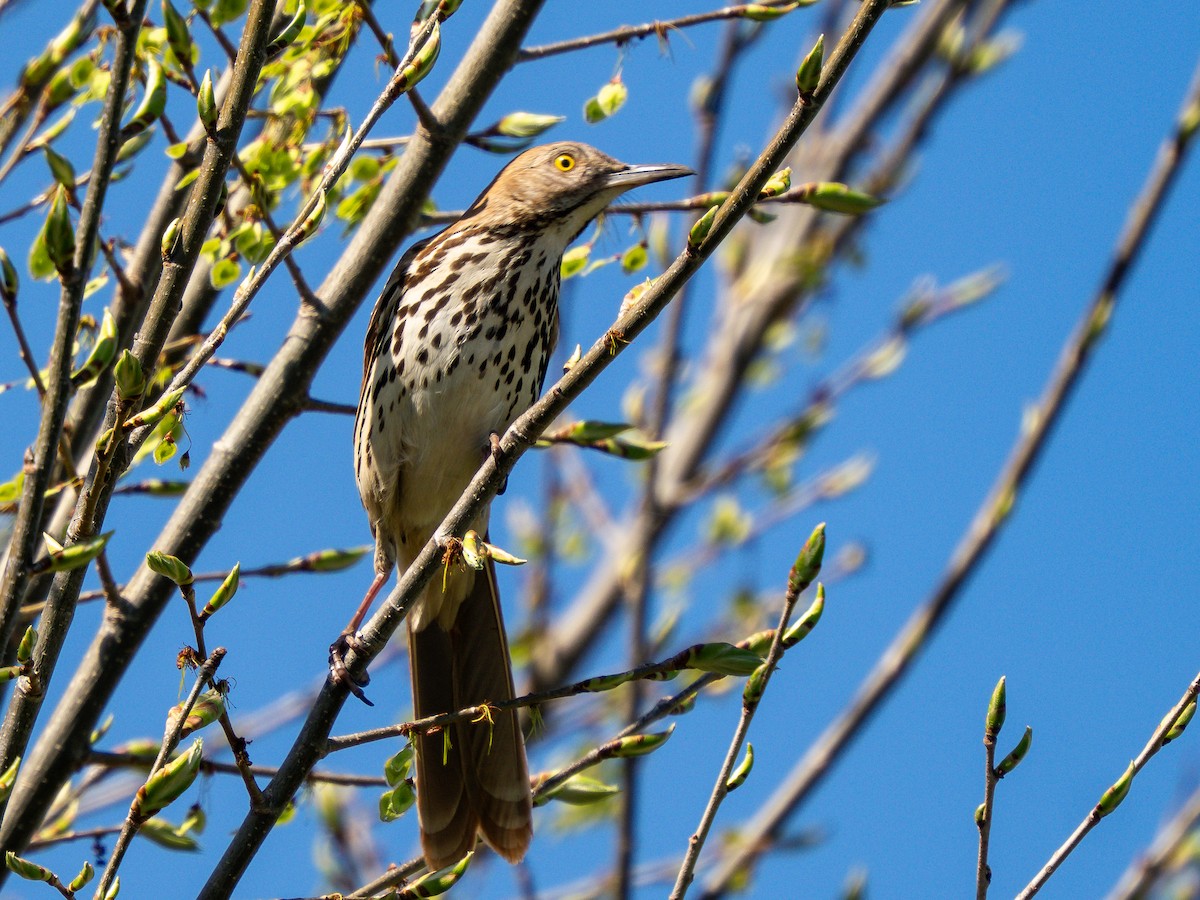 Brown Thrasher - ML638111604