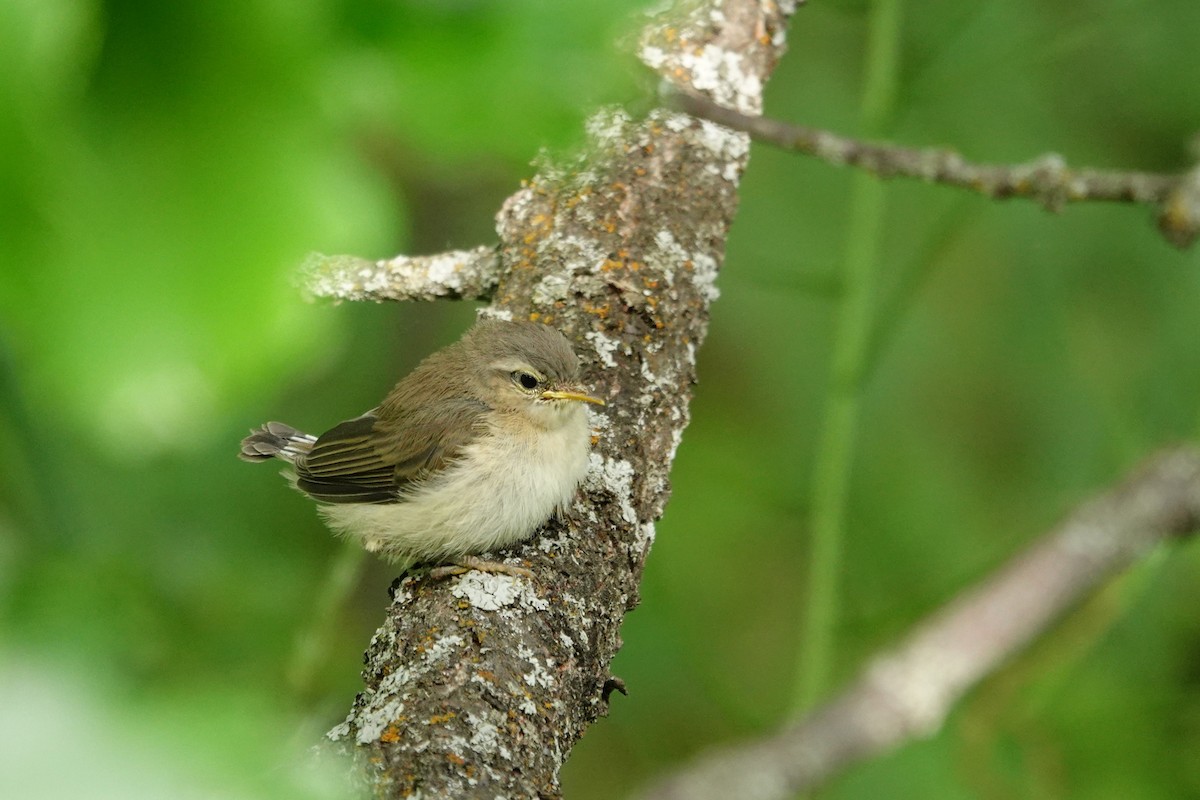 Mountain Chiffchaff - ML638111607