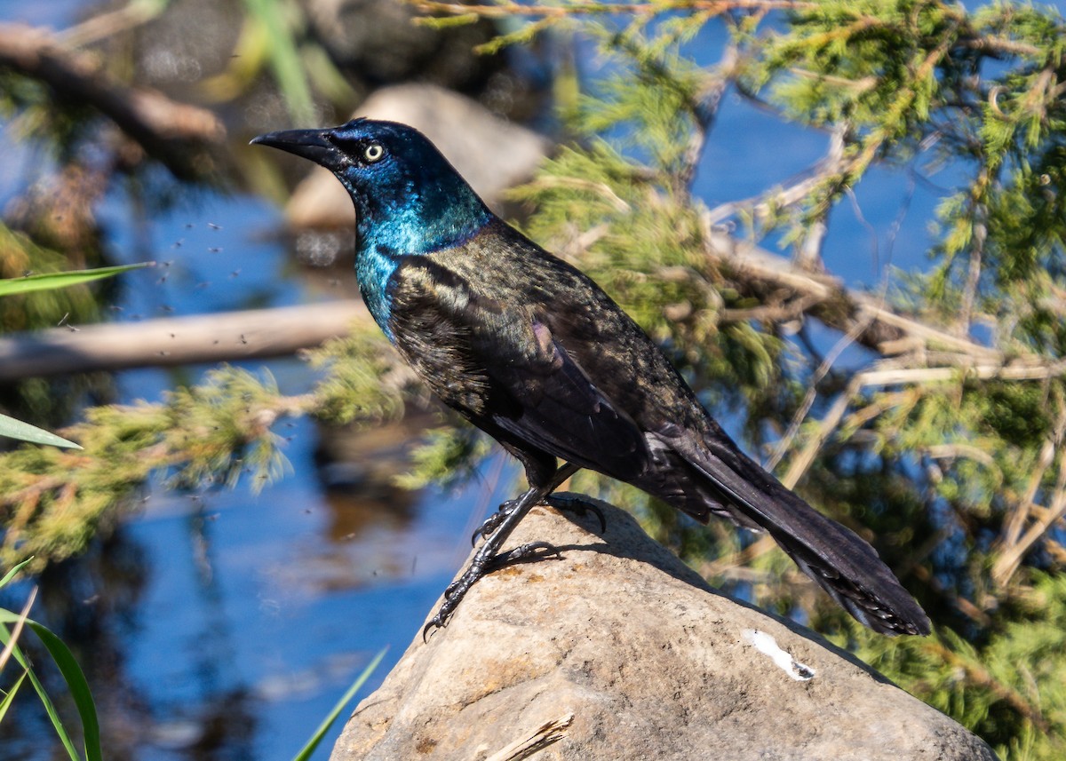Common Grackle - ML638111620