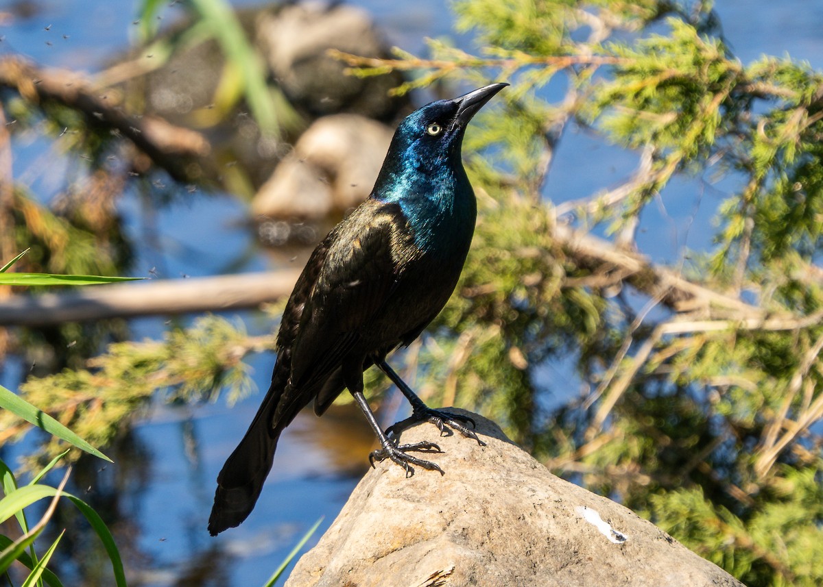 Common Grackle - ML638111621