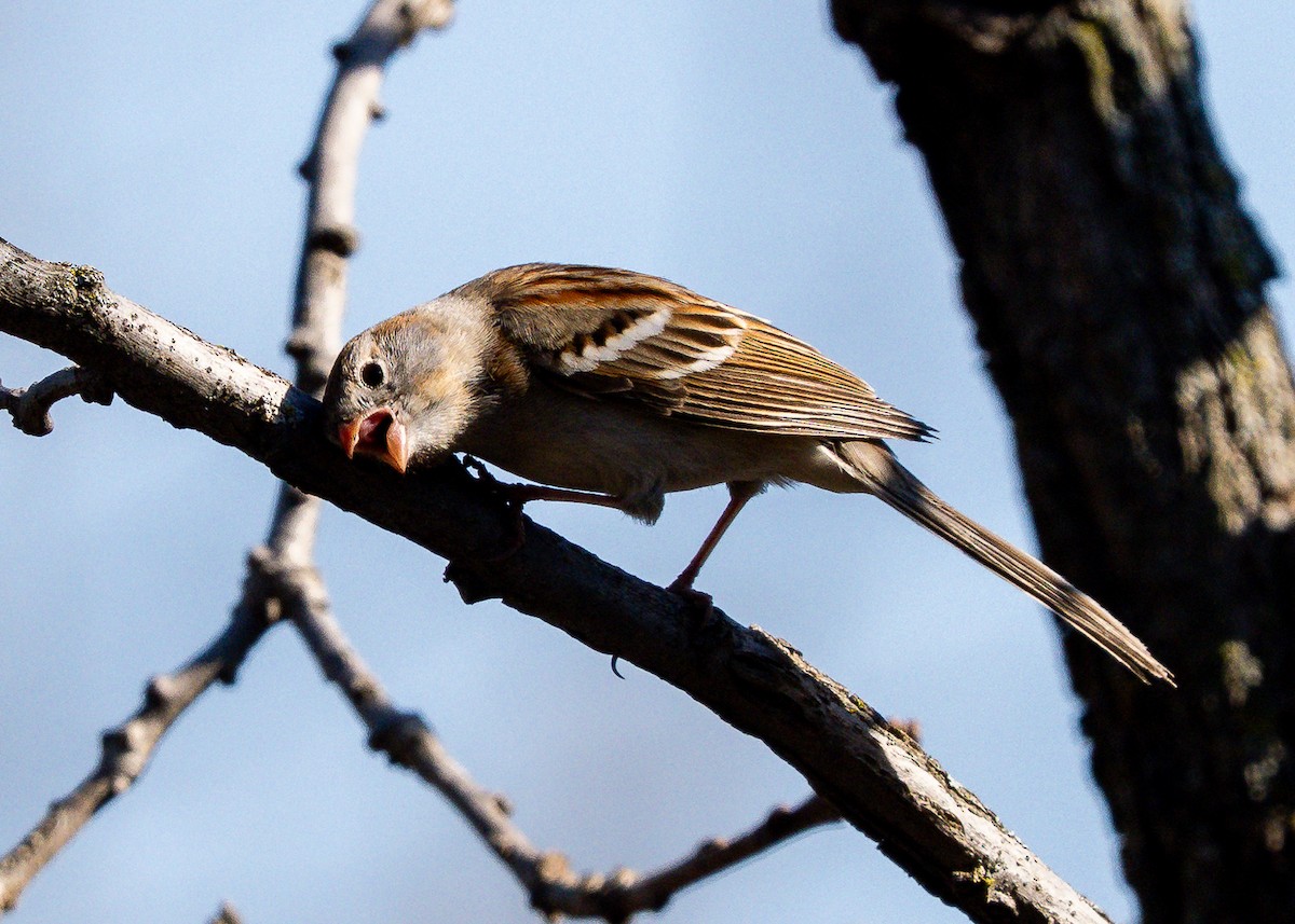 Field Sparrow - ML638111635