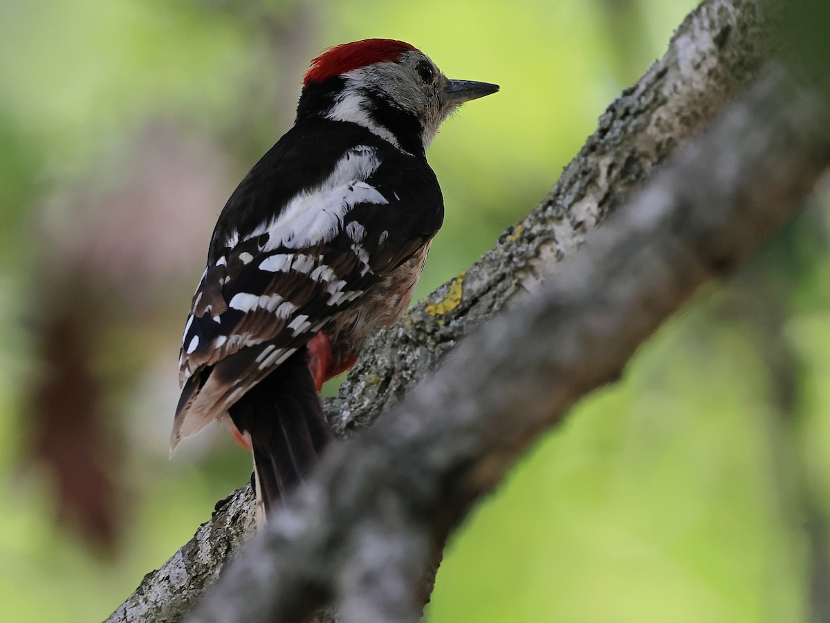 Middle Spotted Woodpecker - ML638111638