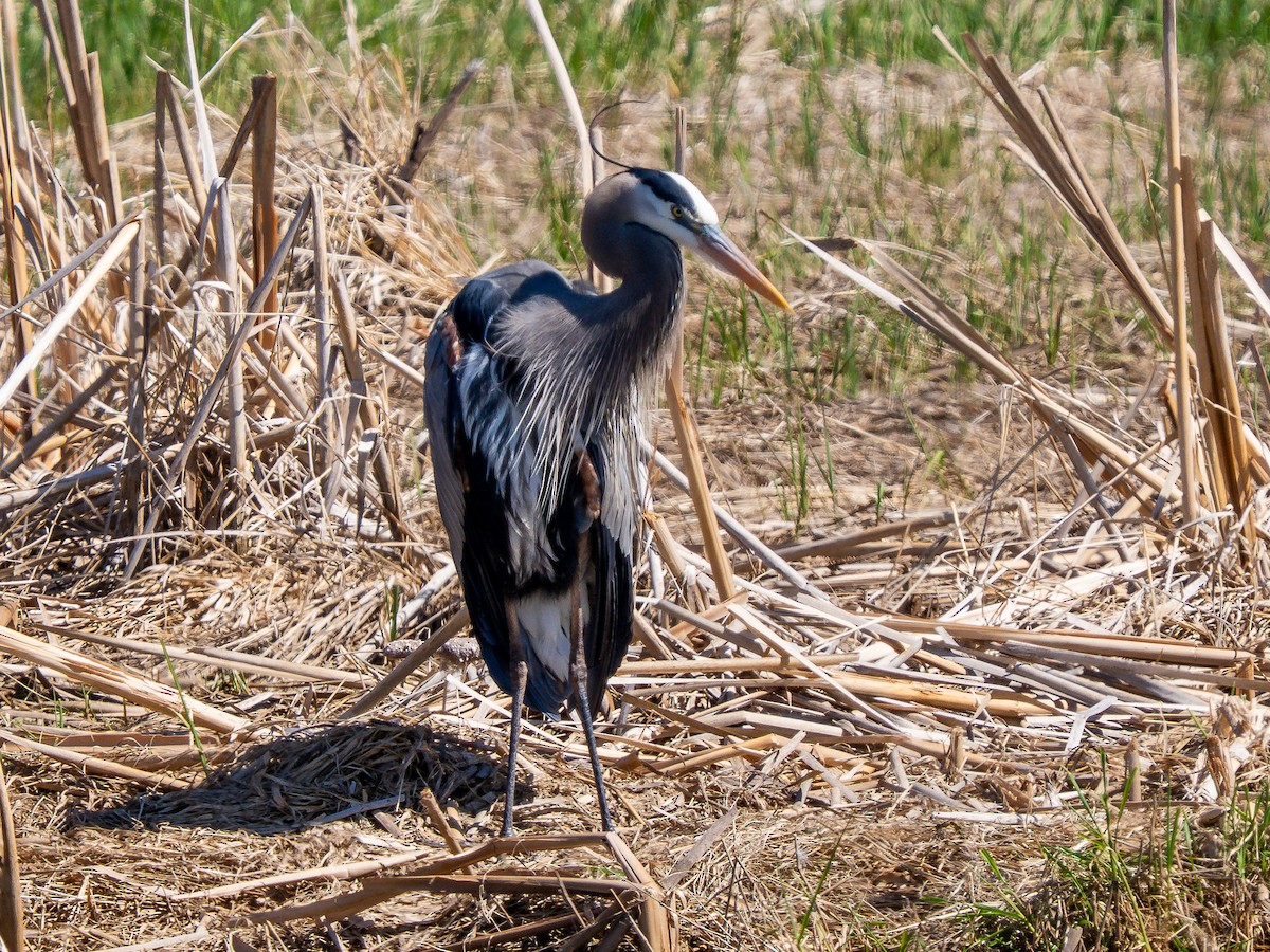 Great Blue Heron - ML638111641